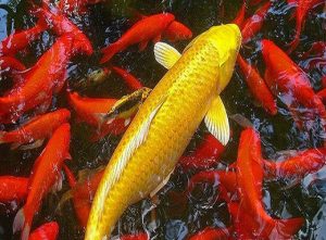 nằm mơ thấy cá 